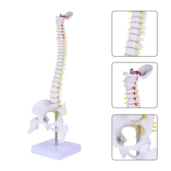 Модел на гръбначния стълб, манекен, тренировка лекар, опашната кост, Анатомия на опашната кост от PVC, Медицинска