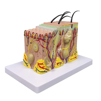 Модел на кожата, увеличена с 35 пъти анатомическая модел Анатомия, за да проучи в клас по природни науки, демонстрационен модел на обучение